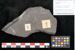 Foto (Objekt + Etikett) von Adiantites sp. (NHMW-GEO-2024-0188-10481)
